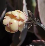 Kalanchoe fedtschenkoi