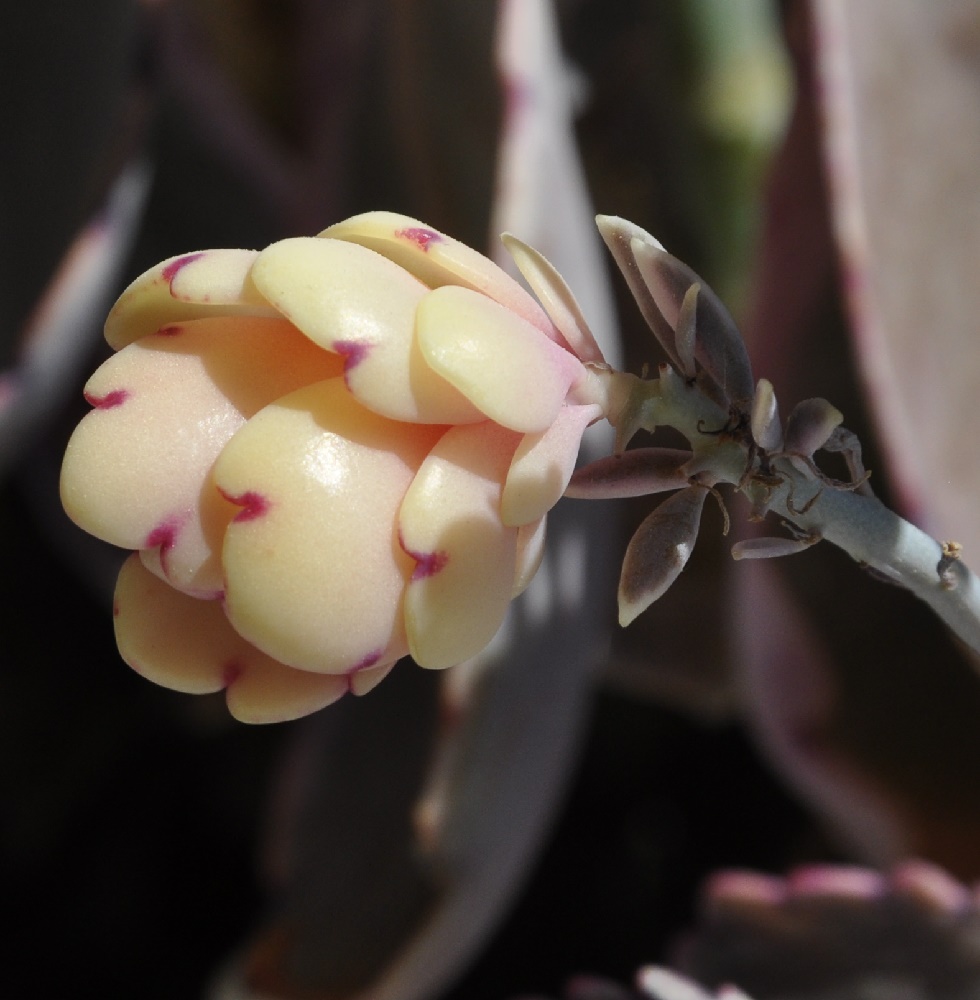 Изображение особи Kalanchoe fedtschenkoi.