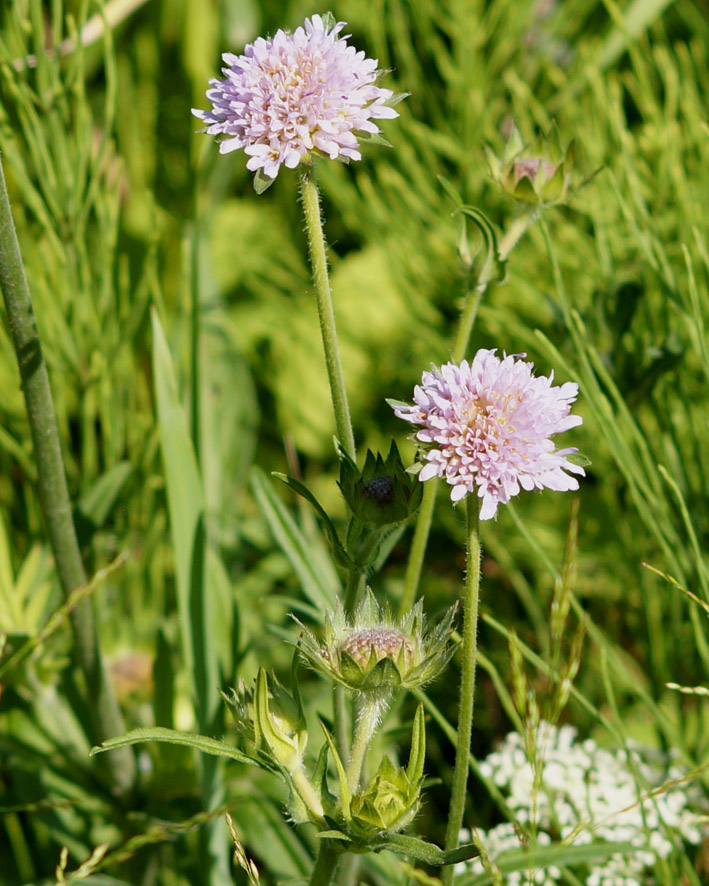 Изображение особи Knautia arvensis.