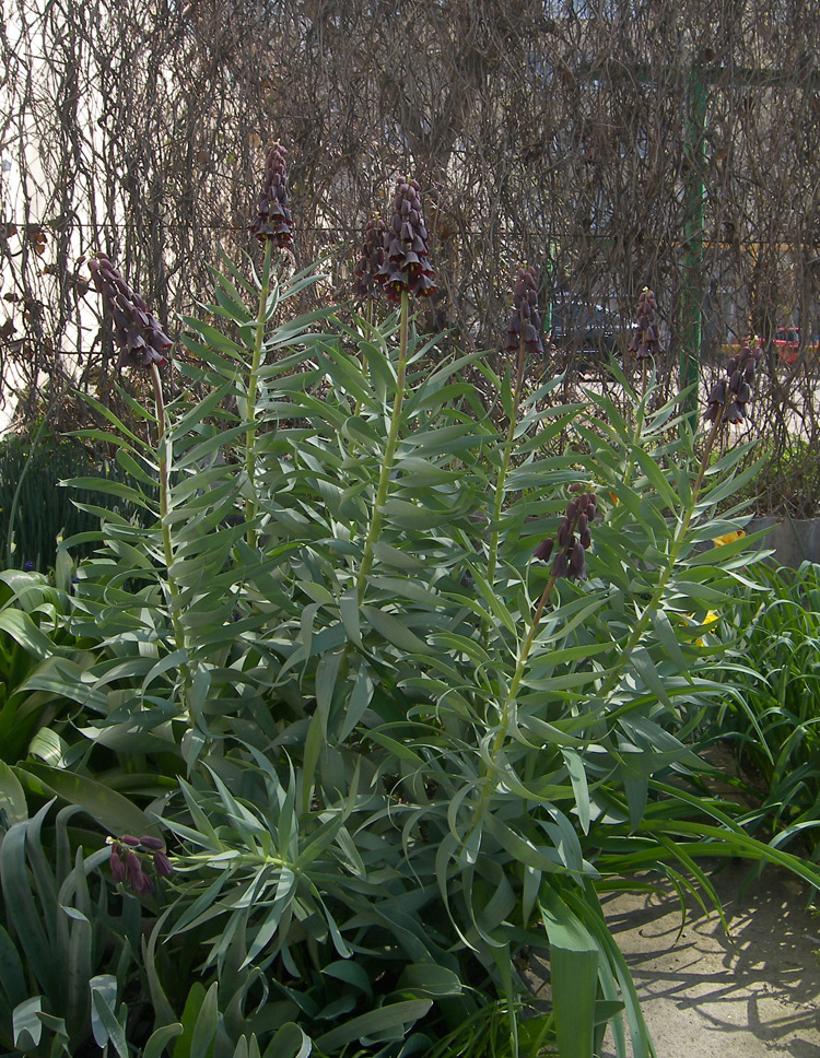 Image of Fritillaria persica specimen.