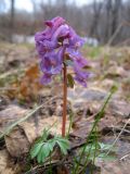 Corydalis solida