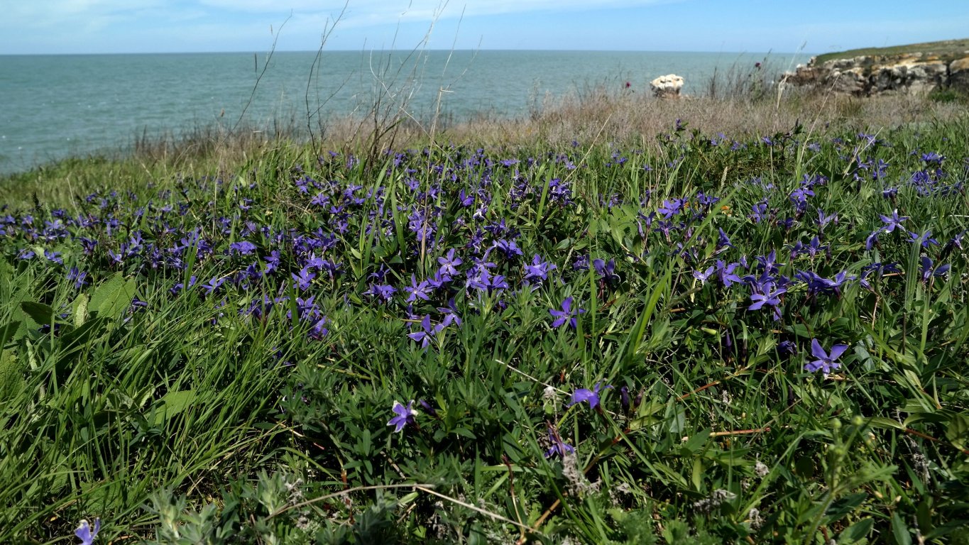 Изображение особи Vinca herbacea.