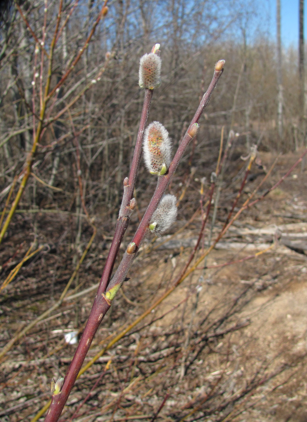 Image of Salix gmelinii specimen.