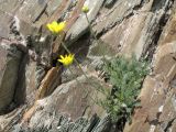 Trichanthemis radiata. Цветущее растение. Южный Казахстан, хр. Сырдарьинский Каратау, ущ. Беркара, 1200 м н.у.м. 11 мая 2016 г.