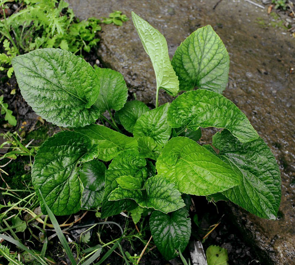 Image of genus Viola specimen.