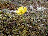 Ranunculus propinquus