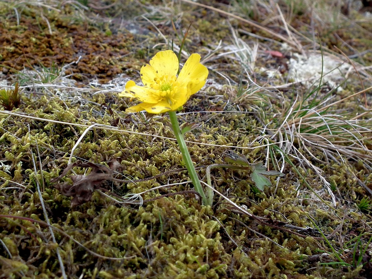 Image of Ranunculus propinquus specimen.