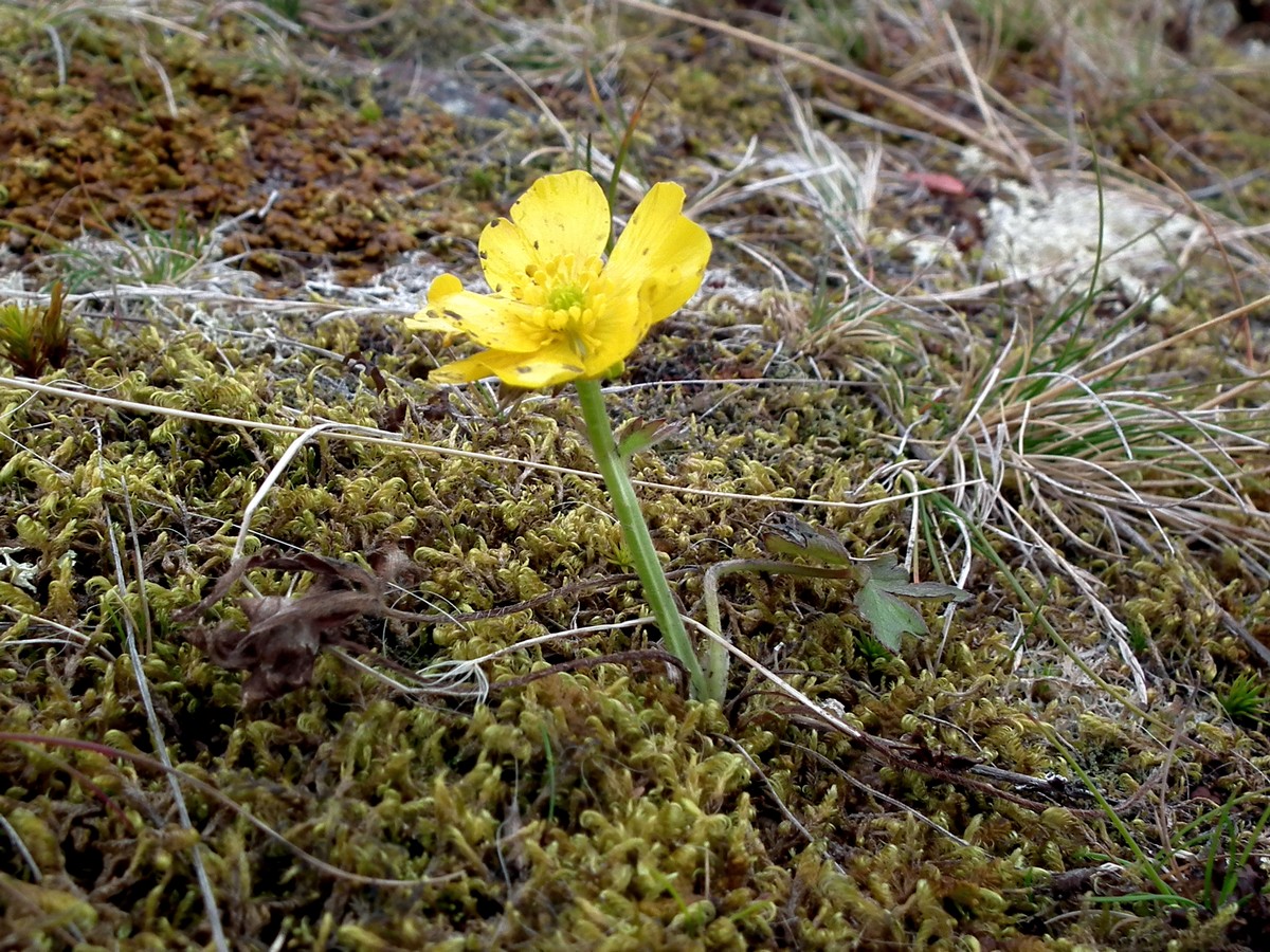 Изображение особи Ranunculus propinquus.