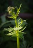 Valeriana wolgensis