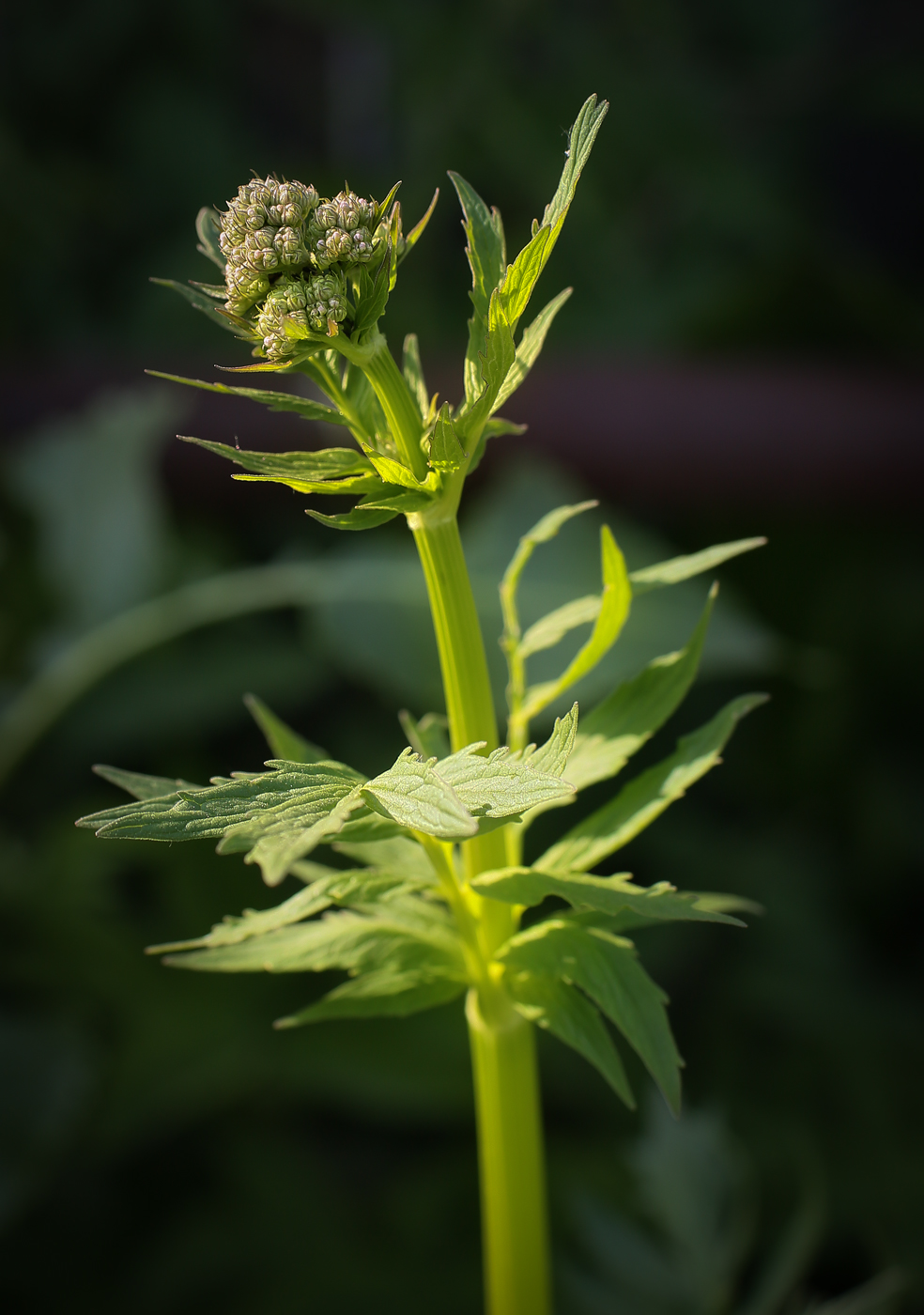 Изображение особи Valeriana wolgensis.