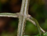 Holmskioldia sanguinea