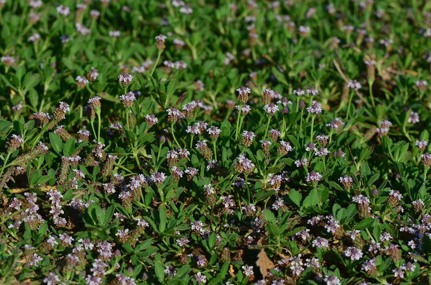 Изображение особи Lippia nodiflora.