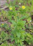Potentilla norvegica