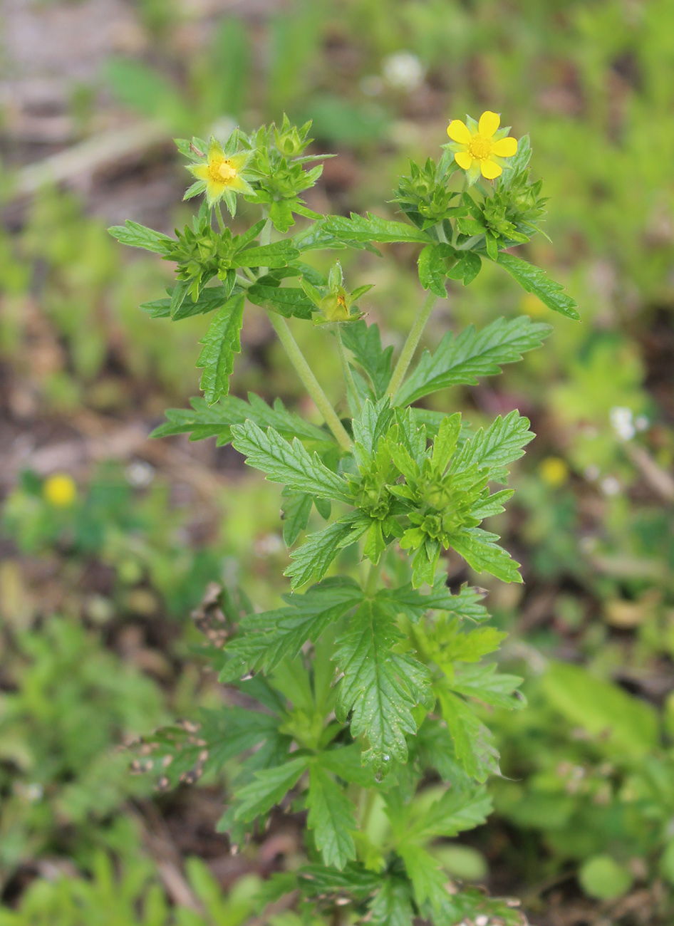 Image of Potentilla norvegica specimen.