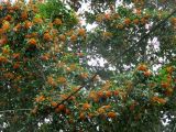 Pittosporum rhombifolium