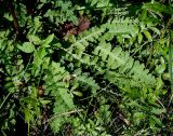 Pedicularis sceptrum-carolinum. Розетка прикорневых листьев. Украина, Волынская обл., Ковельский р-н, заказник \"Любче\". 19 июля 2007 г.