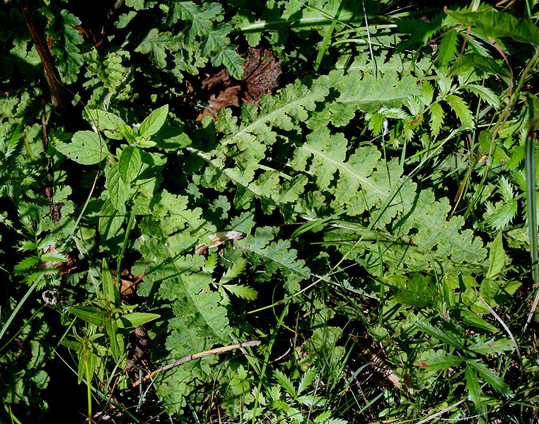 Изображение особи Pedicularis sceptrum-carolinum.