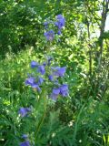 Polemonium caeruleum