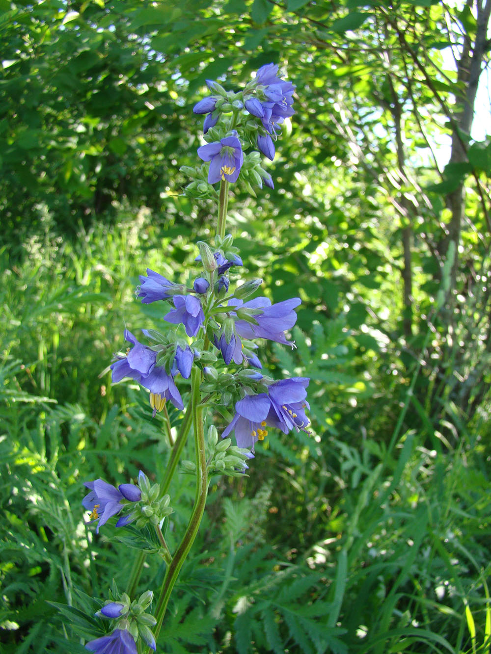 Image of Polemonium caeruleum specimen.