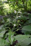 Circaea lutetiana