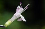 Origanum vulgare