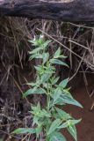 Epilobium adenocaulon