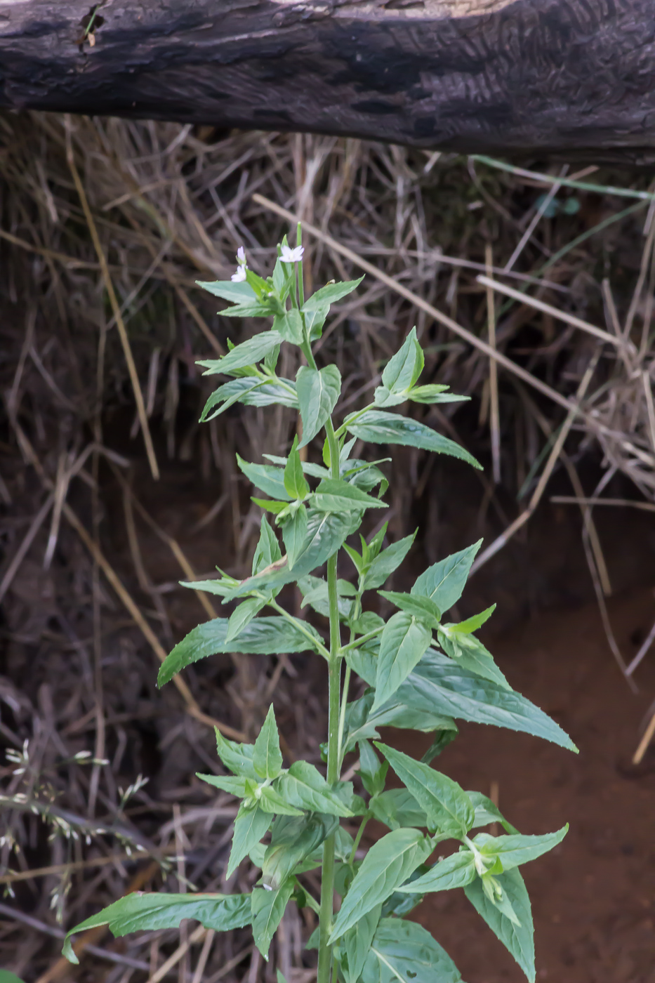 Изображение особи Epilobium adenocaulon.