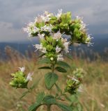 Origanum vulgare ssp. viride