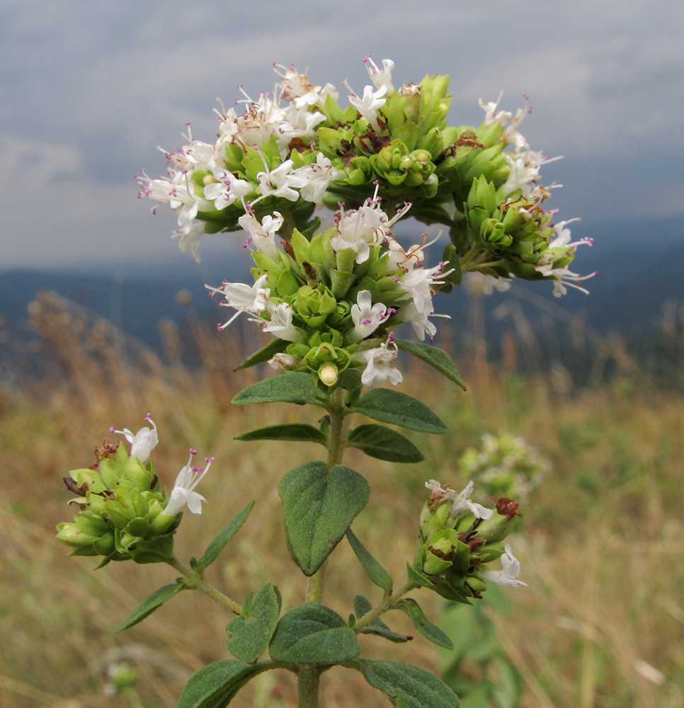 Изображение особи Origanum vulgare ssp. viride.