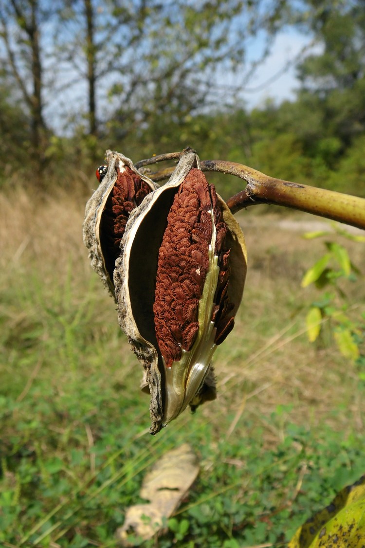 Изображение особи Asclepias syriaca.