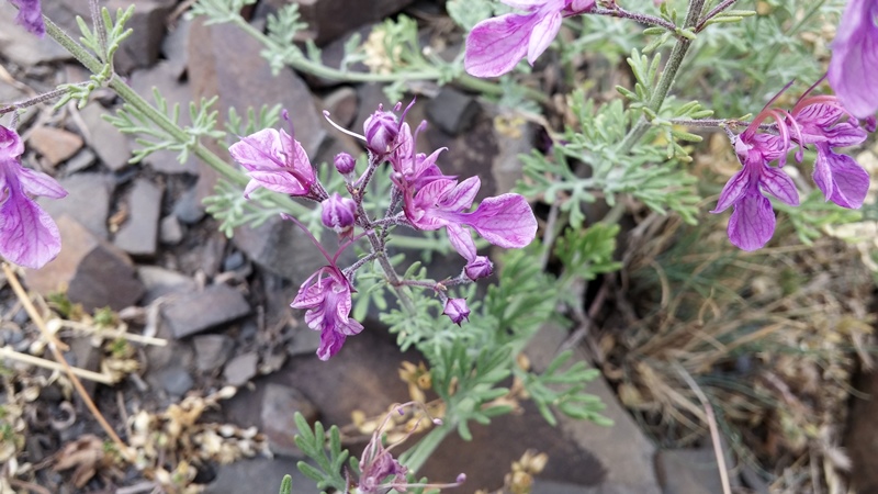 Изображение особи Teucrium orientale.