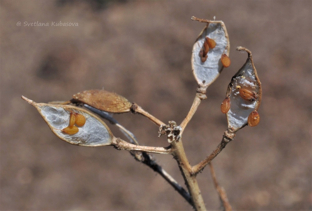 Image of Draba aizoides specimen.