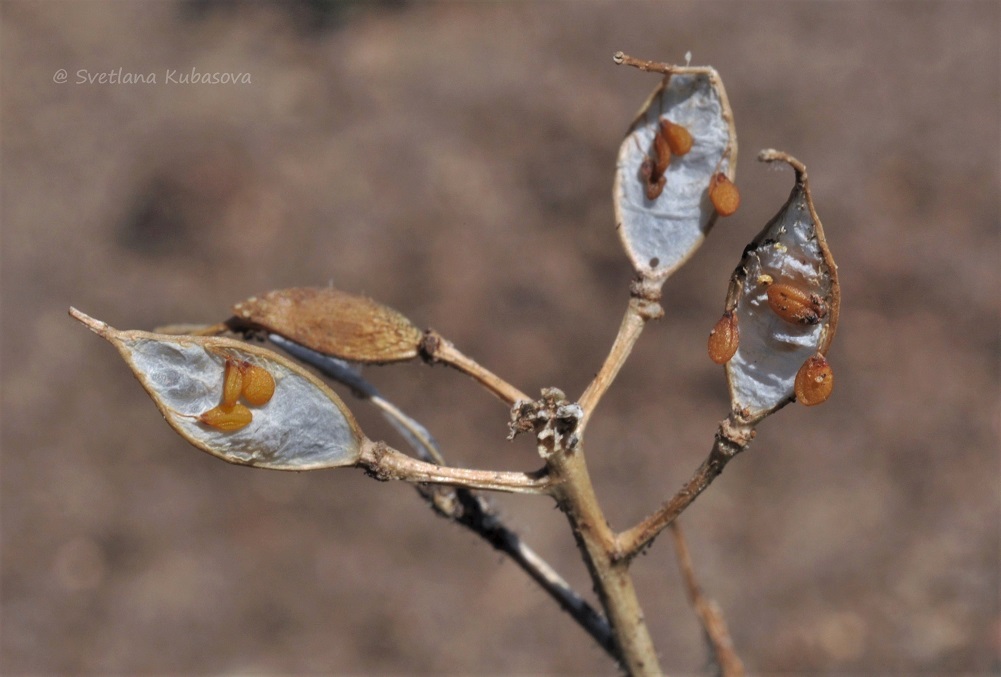 Изображение особи Draba aizoides.