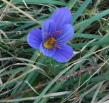 Crocus speciosus. Цветок. Горный Крым, Главная гряда, Ай-Петринская яйла. 02.09.2016.