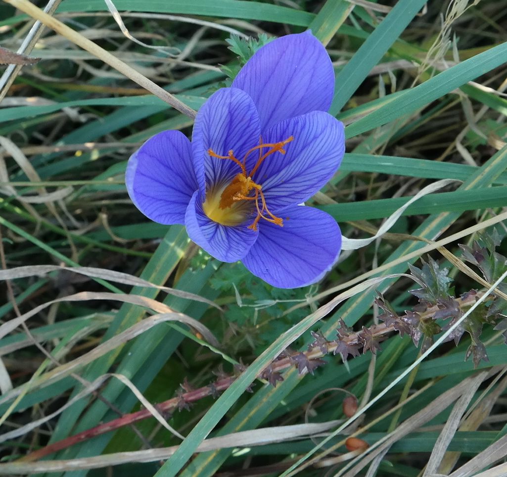 Изображение особи Crocus speciosus.