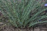 Linum austriacum