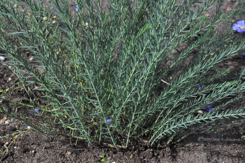 Image of Linum austriacum specimen.