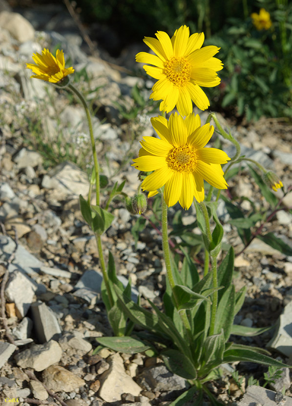 Изображение особи Arnica iljinii.