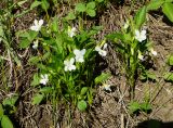 Viola pumila. Цветущие растения. Восточный Казахстан, Глубоковский р-н, окр. с. Бобровка, луг. 14.05.2013.