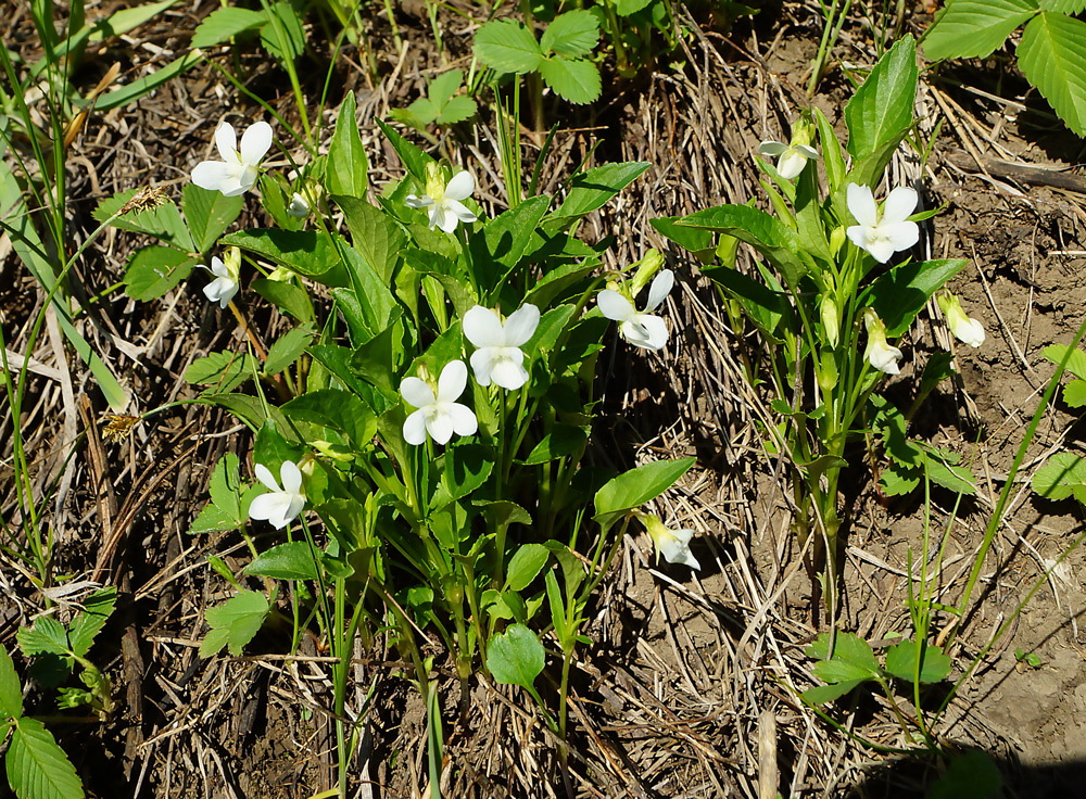 Image of Viola pumila specimen.