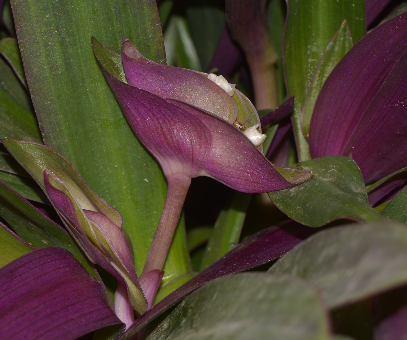 Image of Rhoeo spathacea specimen.