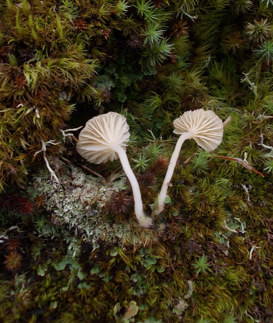 Image of Lichenomphalia hudsoniana specimen.