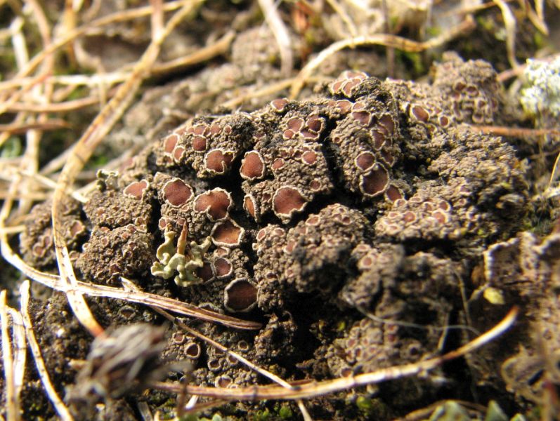 Image of Protopannaria pezizoides specimen.