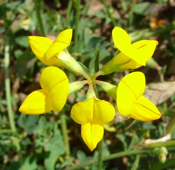Изображение особи Lotus zhegulensis.