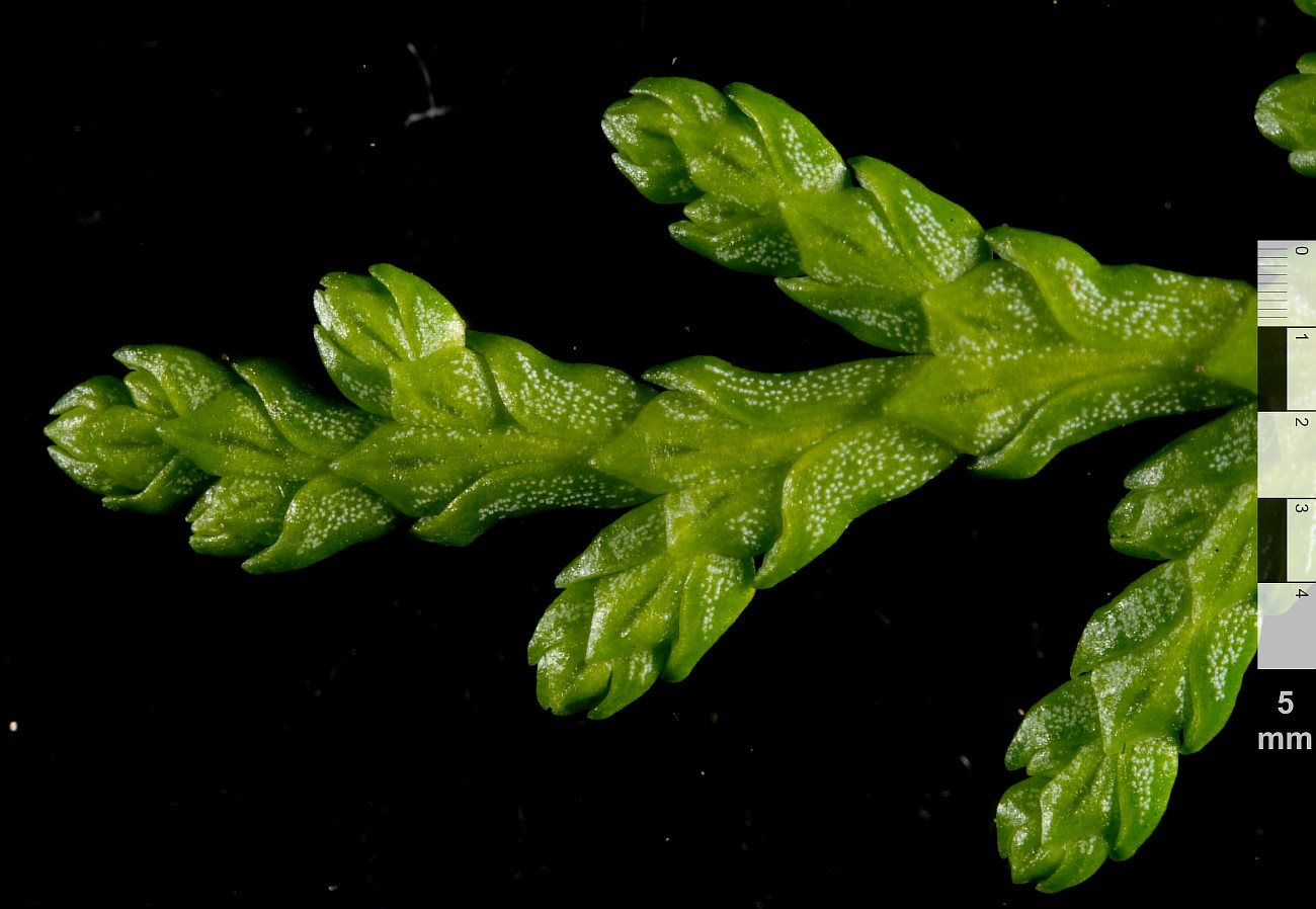 Image of Thuja sutchuenensis specimen.