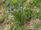 Muscari neglectum