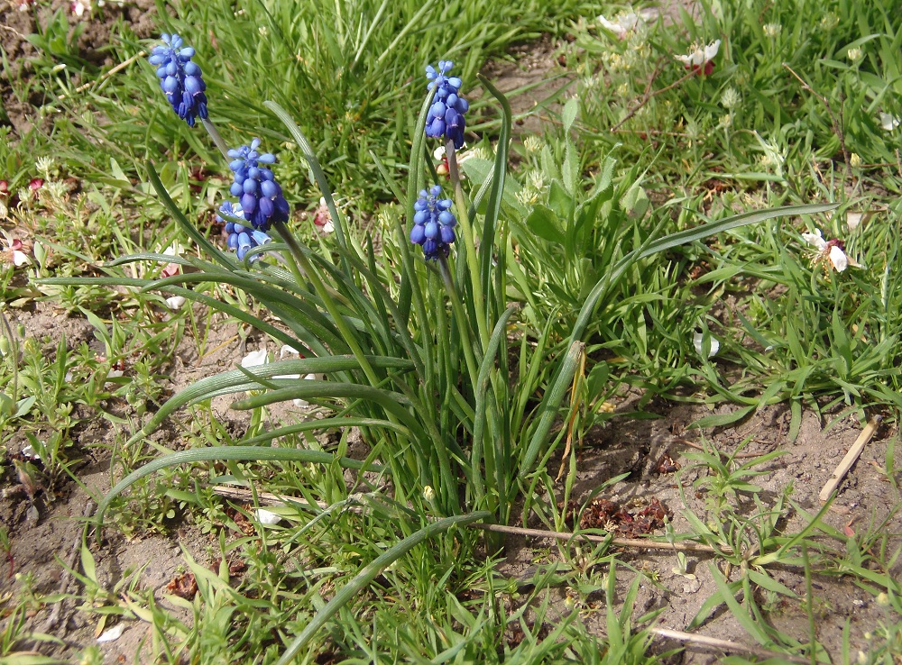 Image of Muscari neglectum specimen.