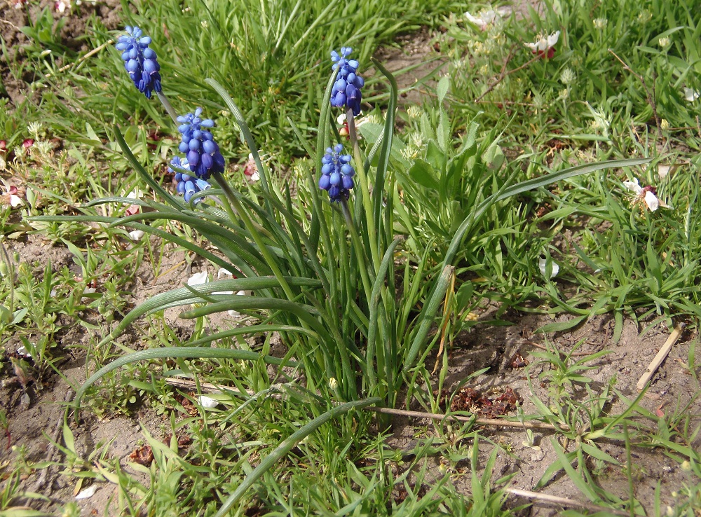 Изображение особи Muscari neglectum.