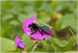 Image of taxon representative. Author is Валентин Реморов