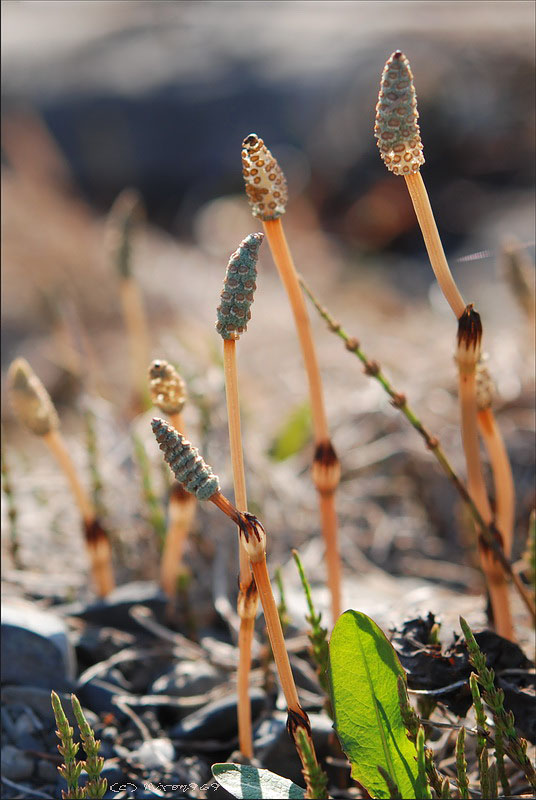 Image of Equisetum arvense specimen.